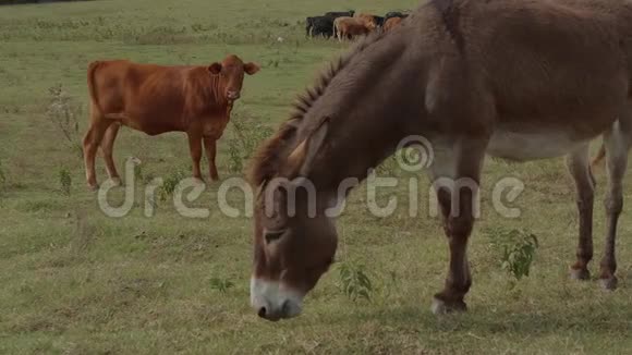 农场里的驴子和奶牛视频的预览图