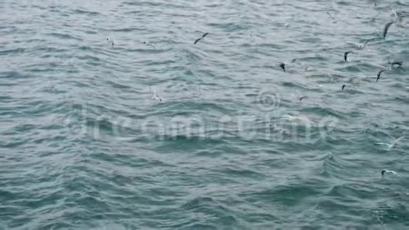 海鸥和鸟儿在海面上飞翔视频的预览图