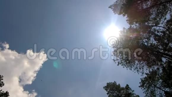 美丽的太阳景色高高的松树转动视频的预览图
