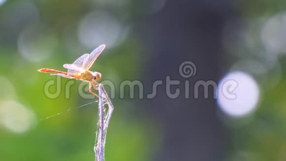 干枝上的蜻蜓视频的预览图