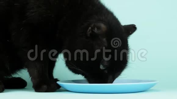 黑猫在蓝色背景上从碟子里舔奶油特写视频的预览图