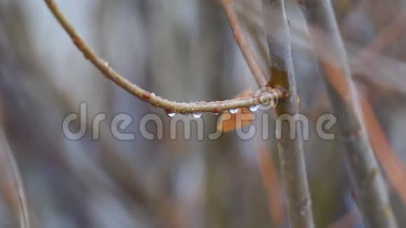 水滴在薄薄的树枝上视频的预览图