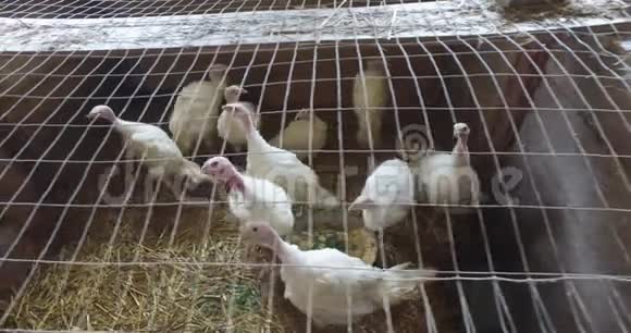 在室内饲养火鸡的小农场自然饲养视频的预览图