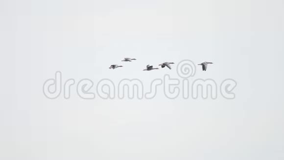 一群大雁在蓝天上以v形飞翔视频的预览图