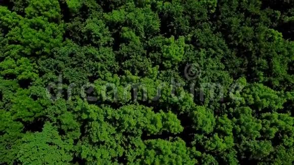 俄罗斯高加索森林背景下夏季绿树的4K鸟瞰图视频的预览图