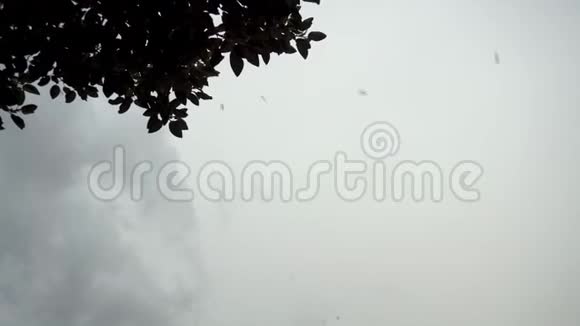 一群鸟飞在树上灰色的天空基本观点视频的预览图