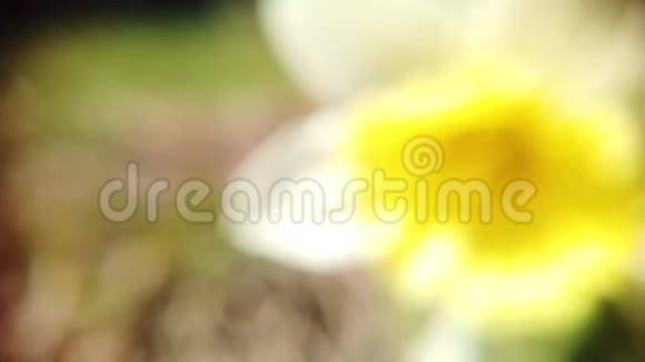 水仙花开在春天视频的预览图