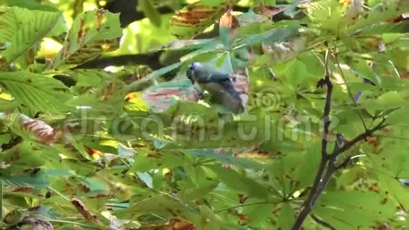 一棵树上的欧亚蓝雀视频的预览图
