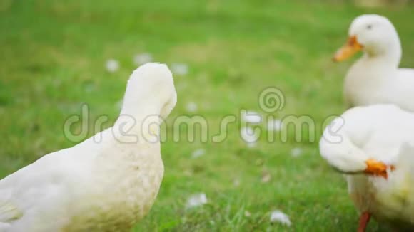 草地上的白鸭视频的预览图