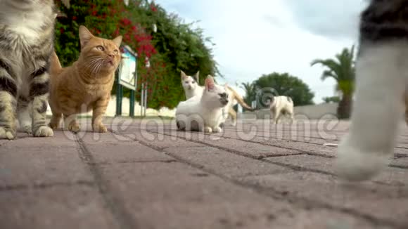 流浪猫在街上不同品种的猫在街上跑猫朝镜头走去视频的预览图