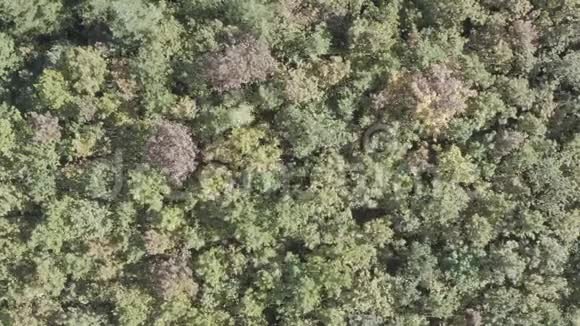 在秋天的巴伐利亚森林上空飞行在风中摇摆的树视频的预览图