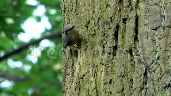 一棵树上的欧亚小树视频的预览图