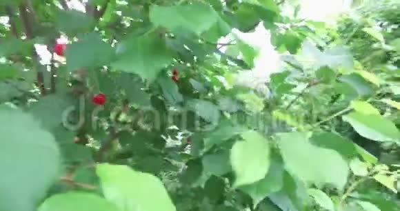 一种天然的小树在一个家庭花园里有少量成熟的樱桃视频的预览图
