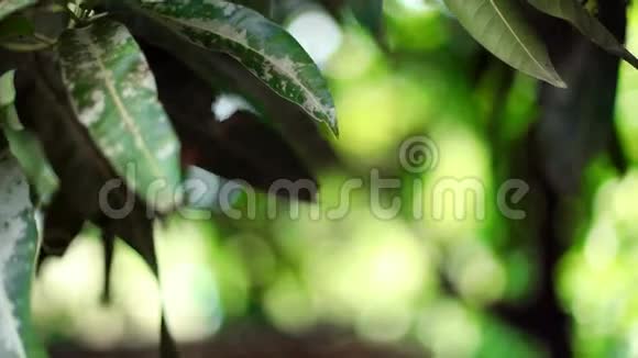 芒果树大自然背景通过风吹树上的绿叶视频的预览图