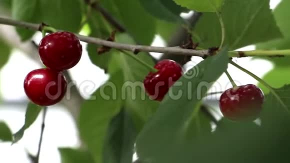 樱桃长在树上风吹在樱桃树上视频的预览图
