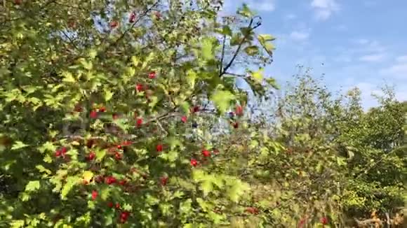 在一个阳光明媚的秋日山楂树的枝条在风中摆动成熟的浆果视频的预览图