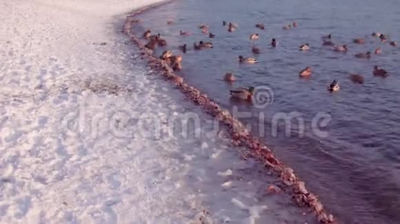 鸭子在冰冷的海岸附近的冷水中游泳视频的预览图