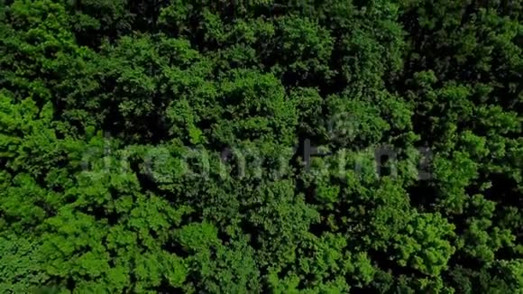 无人机视野4K空中绿色森林的茂密混合树顶松树和桦树高加索俄罗斯视频的预览图