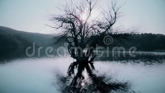 湖中的老树视频的预览图