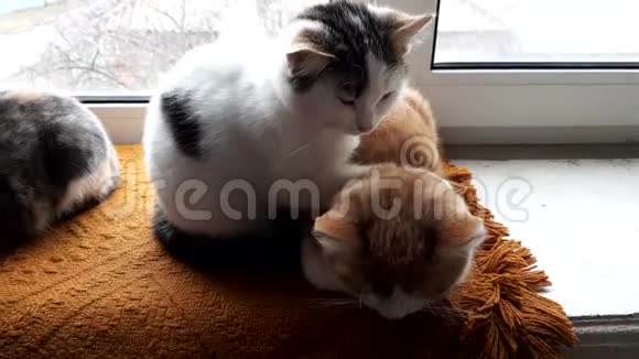 可爱的小猫用温暖的毯子放松窗台视频的预览图
