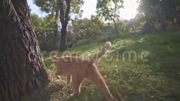 敖德萨乌克兰城市公园的橙色流浪猫探索领土用树磨利爪子视频的预览图
