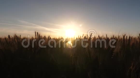 阳光下成熟的麦穗慢镜头摄影视频的预览图