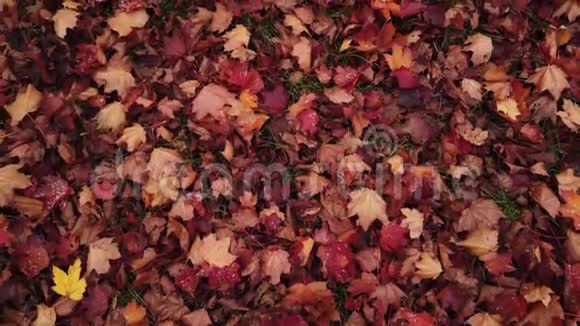 覆盖红色落叶或包围枫树视频的预览图