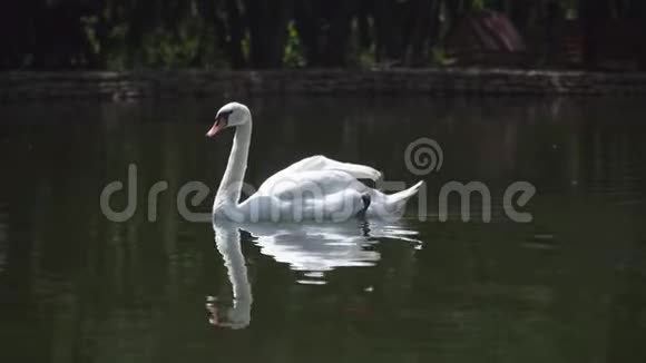 白天鹅在公园的湖里游泳视频的预览图