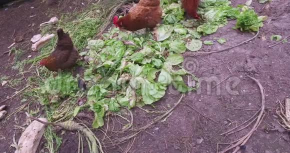 鸡和一只小鸡在一个小农场里吃绿色草药和沙拉视频的预览图