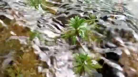 河水岩石和植物中流淌着一波又一波的清水视频的预览图