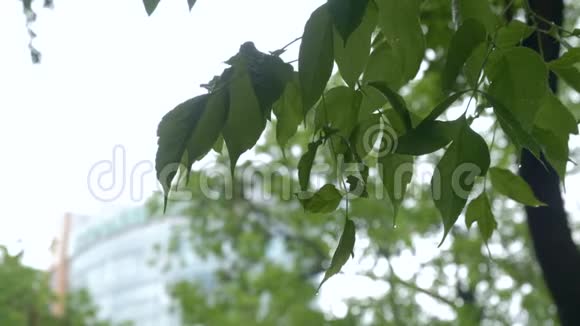 雨后从树枝和绿叶上落下的雨滴视频的预览图