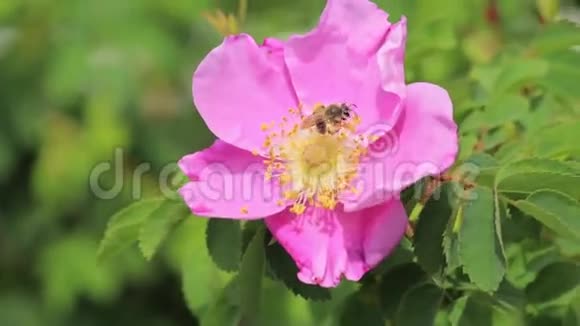 粉红色的玫瑰蜜蜂嗡嗡作响视频的预览图