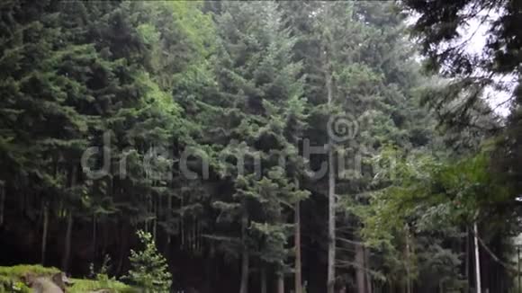 喀尔巴阡山脉森林中的水流大森林河水视频的预览图