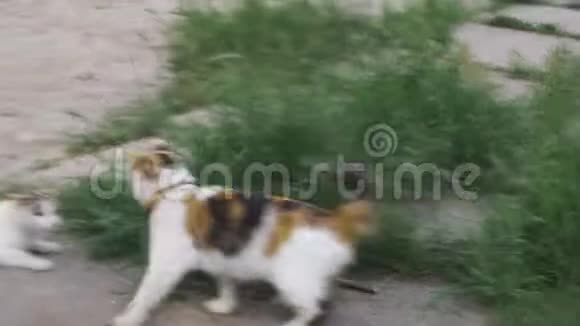 一只猫从草地上攻击另一只猫视频的预览图