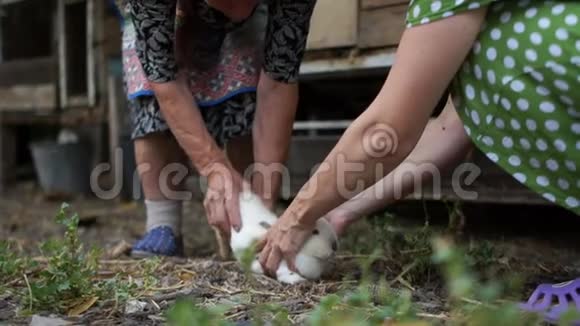 两个女人手里拿着一只兔子这只动物非常害怕正试图挣脱兔子农场视频的预览图