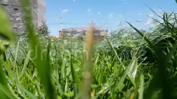 绿色的新鲜草滴在上面浇在草坪上非常清爽的4K视频自然保护视频的预览图