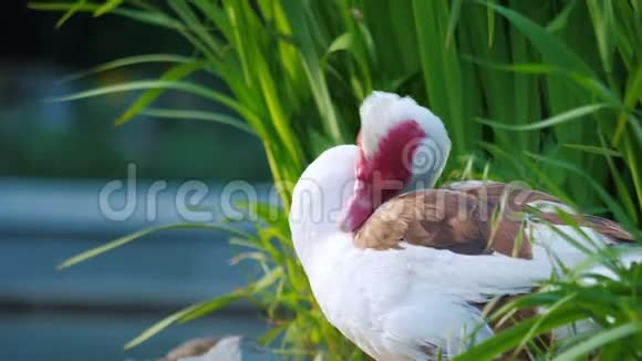 番鸭的雄性在池塘的灌木丛中清理羽毛视频的预览图