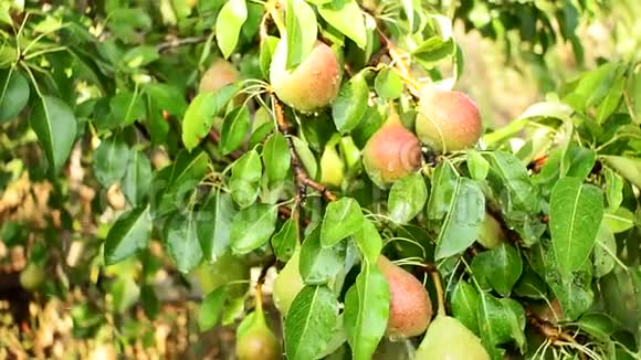 花园里熟透的梨子浇树视频的预览图