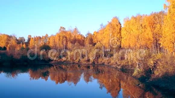 北方针叶林秋季黄色的桦树在宁静的森林湖的水中反射和颤抖蓝色日落视频的预览图