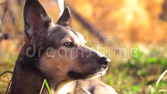 秋天森林背景下一只狗牧羊犬哈士奇的肖像视频的预览图