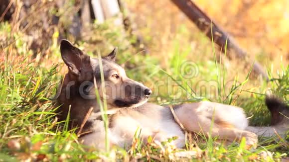 狗躺在秋天的草地上柔软的焦点哈士奇牧羊人视频的预览图