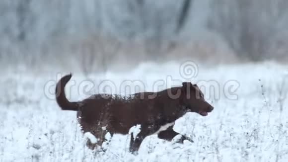 美丽的棕色狗沿着雪域慢跑视频的预览图