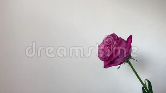 美丽的花朵白色背景下的单粉玫瑰特写视频的预览图