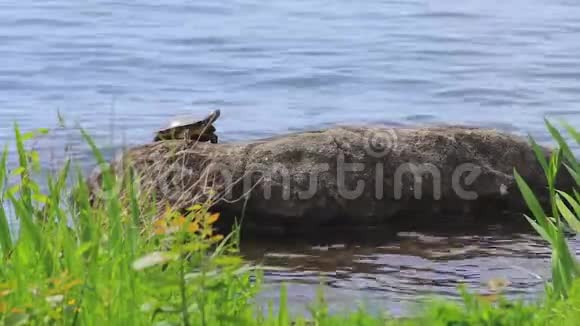 海龟在蓝水的岩石上晒太阳视频的预览图