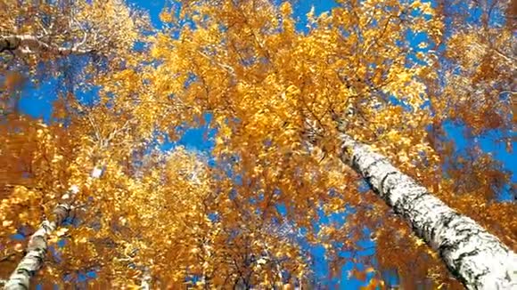 黄叶在桦树上映衬着蓝天仰望秋季的概念视频的预览图