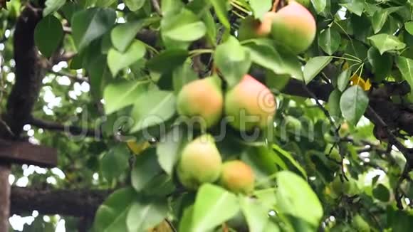梨树上有成熟的梨在果园里的叶子上树准备收获选择性聚焦视频的预览图