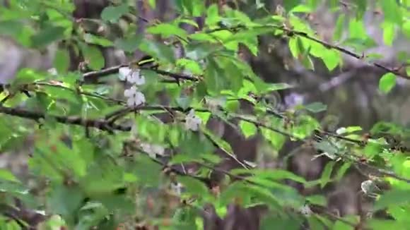 树枝和花瓣在风中视频的预览图
