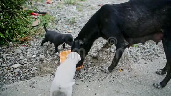 黑成人狗和两只小狗喝牛奶视频的预览图