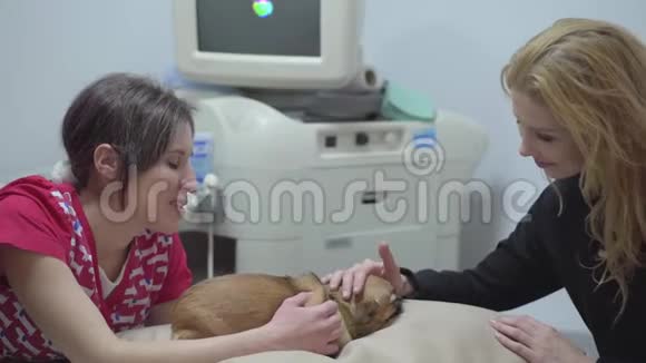 兽医和金发美女主人抚摸躺在桌子旁的小狗动物治疗概念小狗视频的预览图