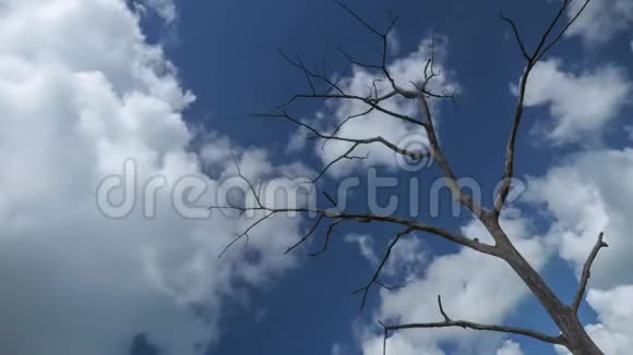 阳光明媚的一天枯木枯树蓝天白云视频的预览图
